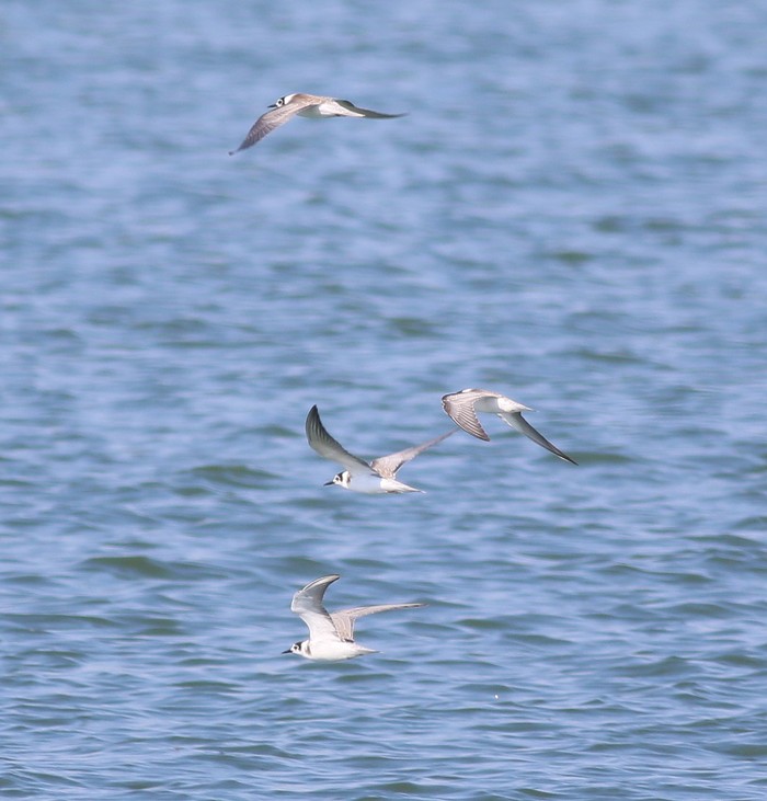 Black Tern