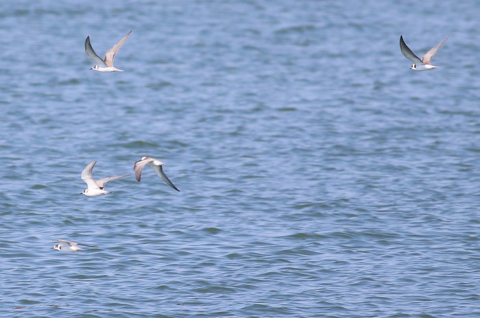 Black Tern