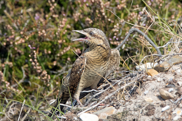 Wryneck