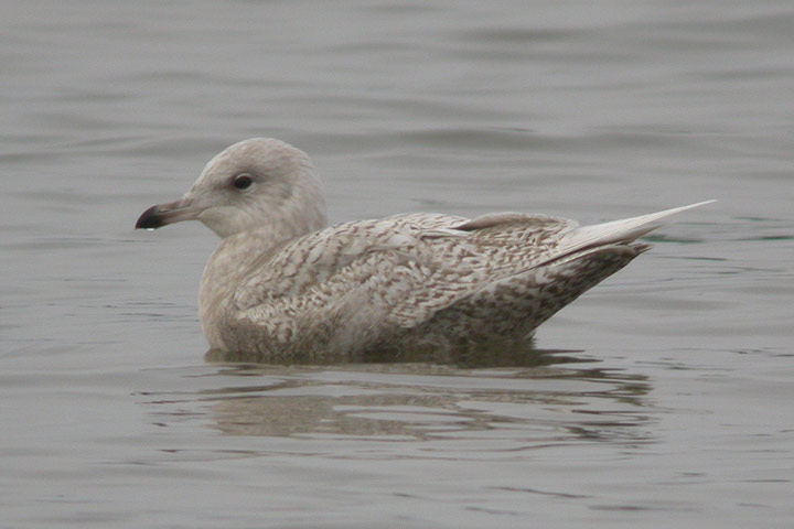 Iceland Gull