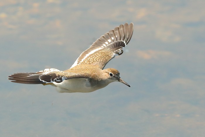 Common Sandpiper