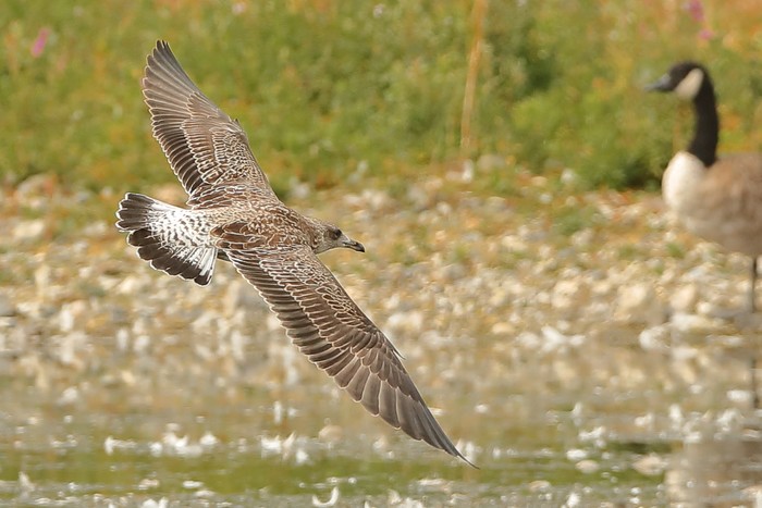 Lesser Black-backed Gull
