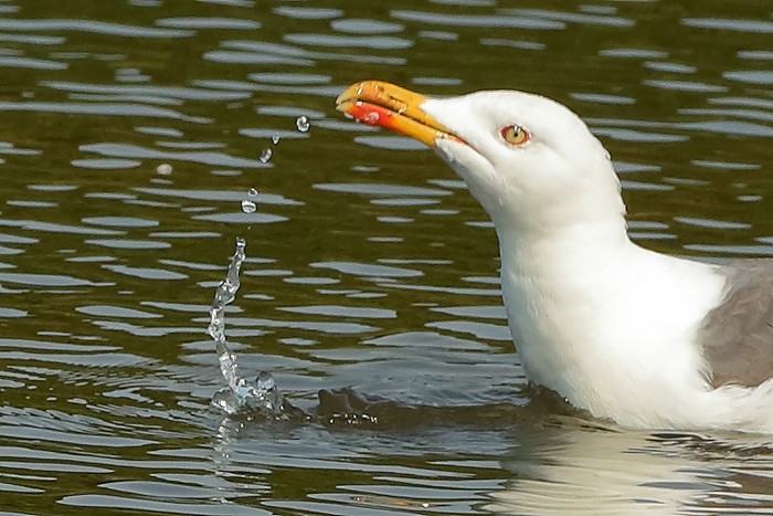 Lesser Black-backed Gull