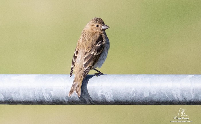 Common Rosefinch