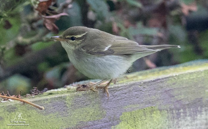 Arctic Warbler