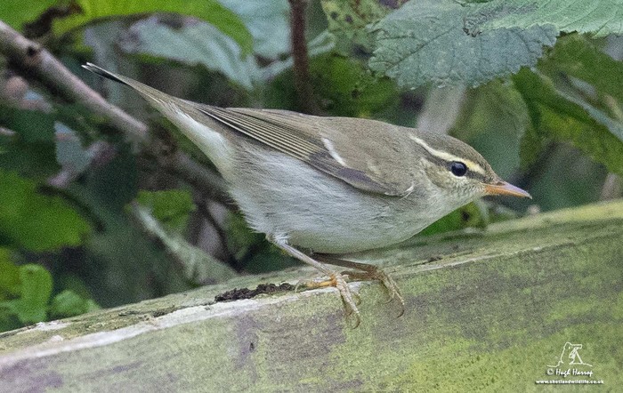 Arctic Warbler