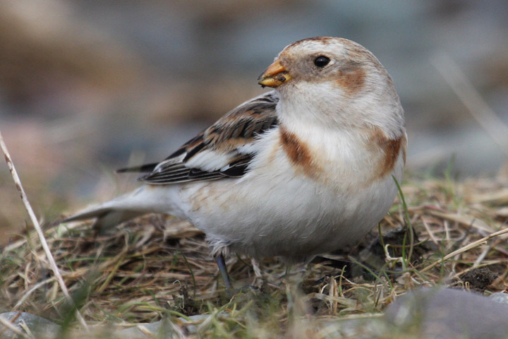 Snow Bunting