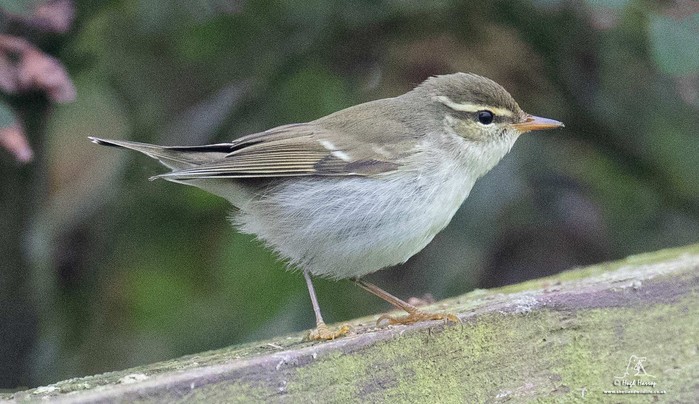 Arctic Warbler