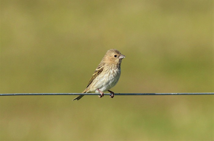 Common Rosefinch
