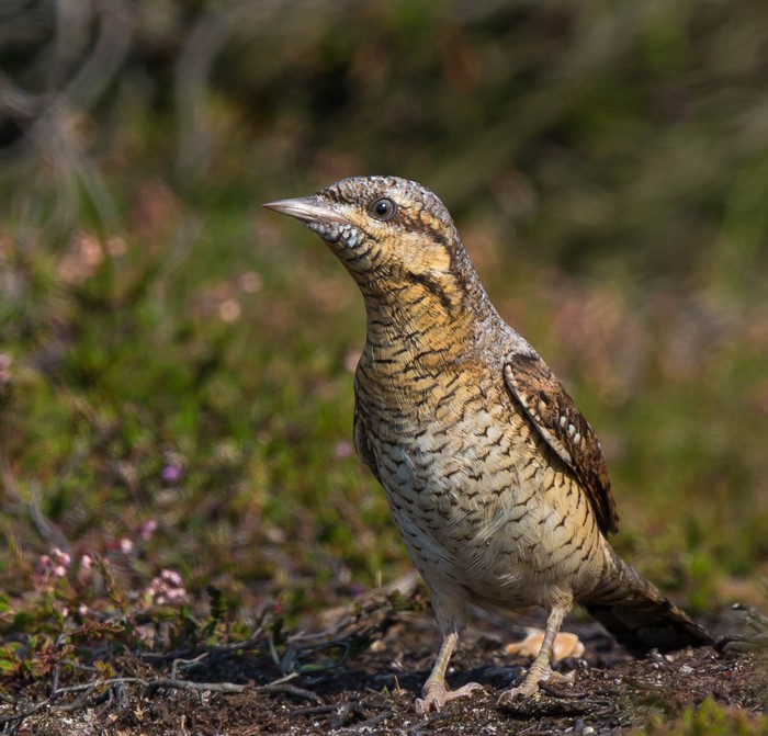 Wryneck