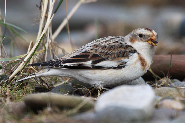 Snow Bunting