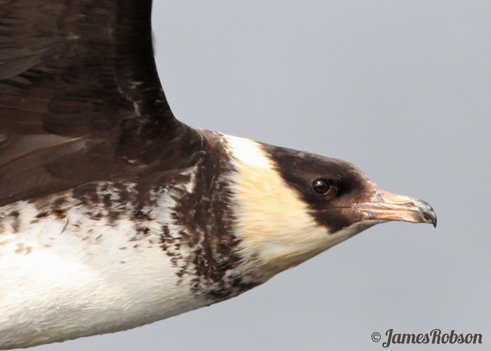 Pomarine Skua