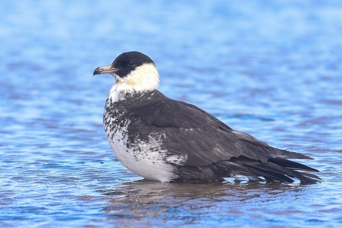 Pomarine Skua