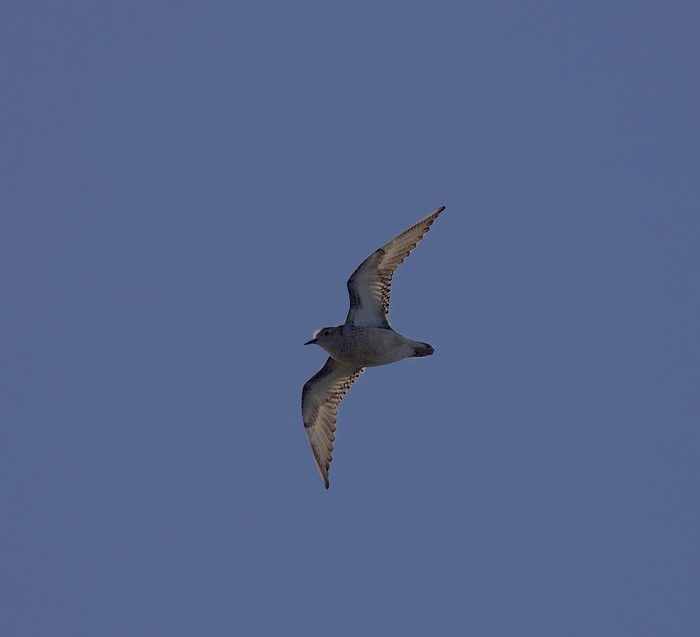 Buff-breasted Sandpiper