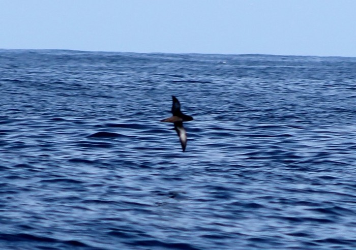 Sooty Shearwater