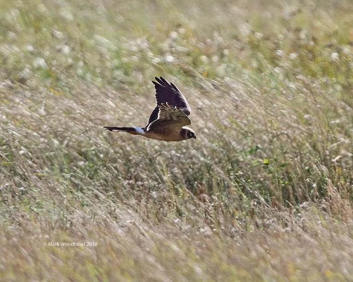 Pallid Harrier
