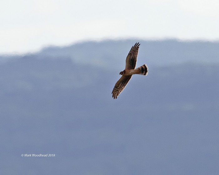 Pallid Harrier