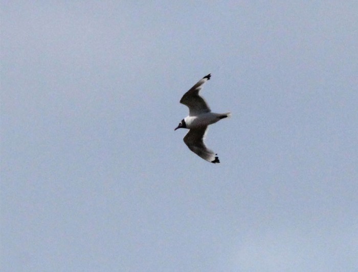 Franklin's Gull