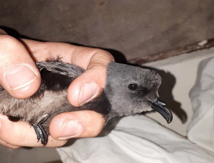 Leach's Petrel