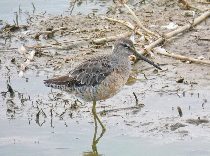 Long-billed Dowitcher