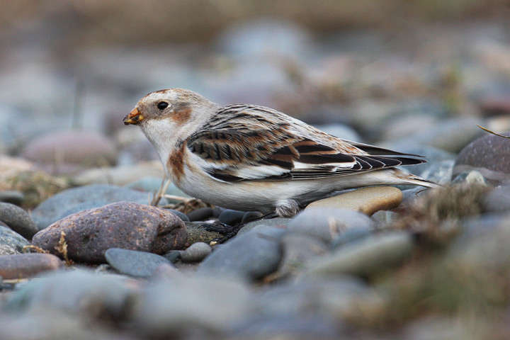 Snow Bunting