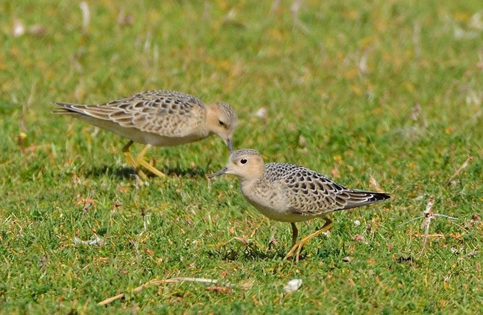 Buff-breasted Sandpiper