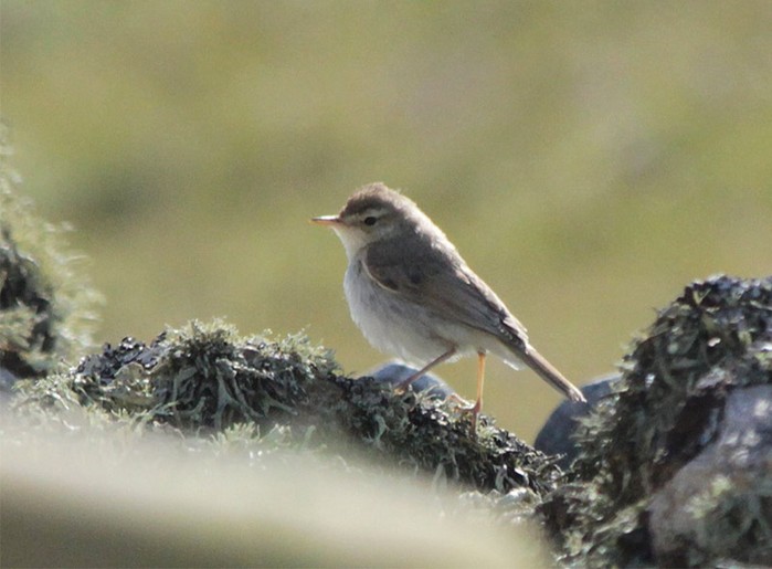 Booted Warbler