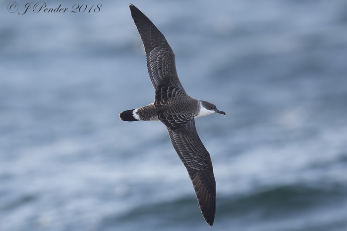 Great Shearwater