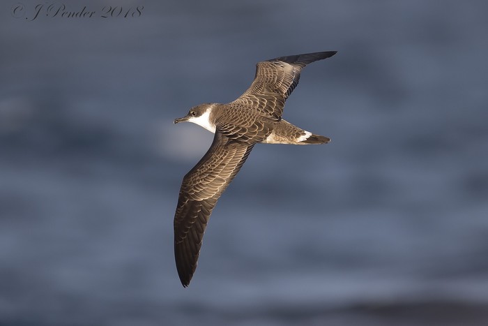 Great Shearwater