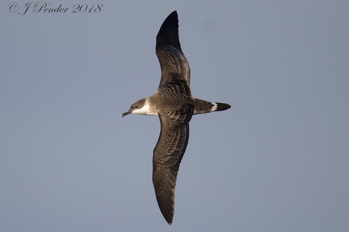 Great Shearwater