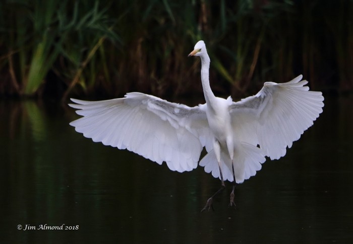 Great White Egret