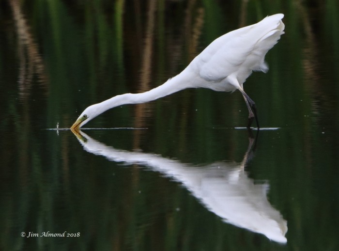 Great White Egret