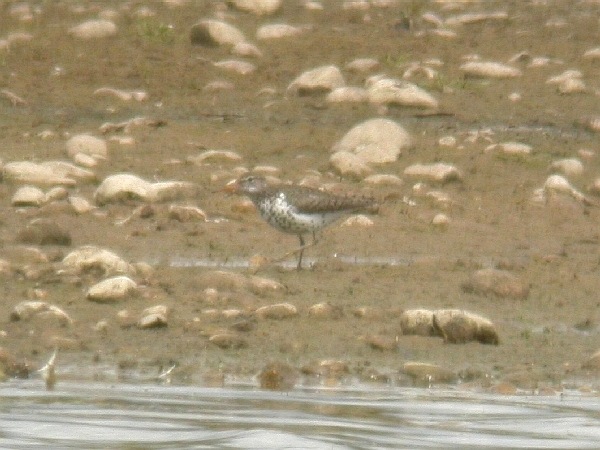 Spotted Sandpiper
