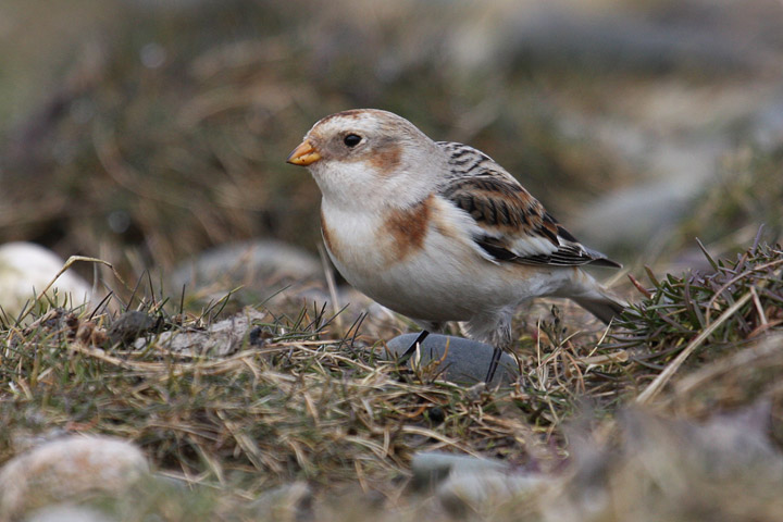 Snow Bunting