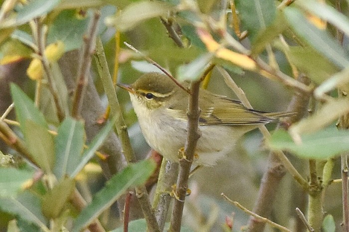 Arctic Warbler