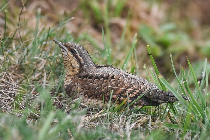 Wryneck