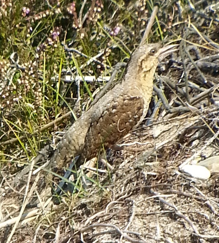 Wryneck