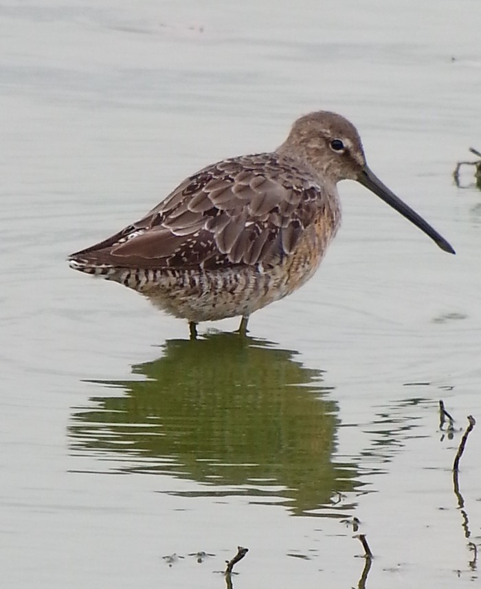 Long-billed Dowitcher