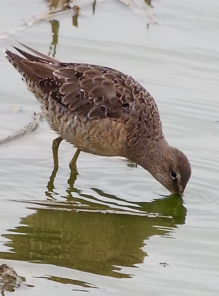 Long-billed Dowitcher