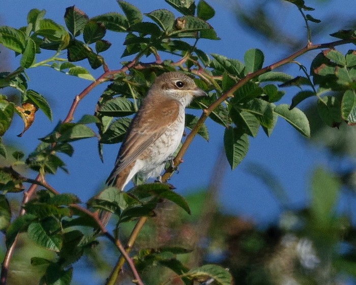 Red-backed Shrike