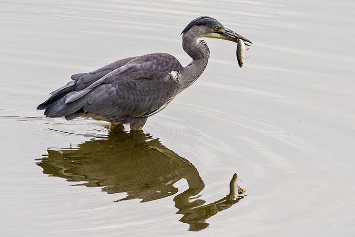 Grey Heron