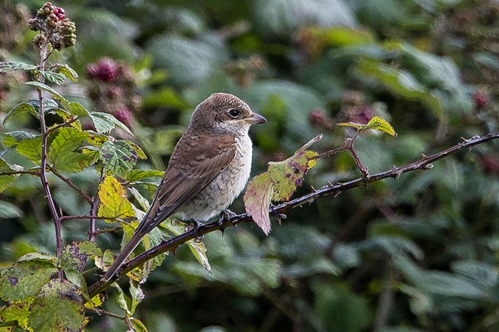 Red-backed Shrike
