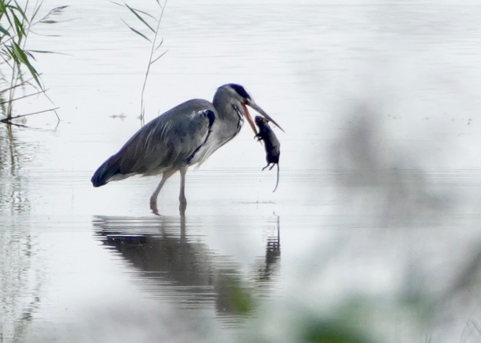 Grey Heron