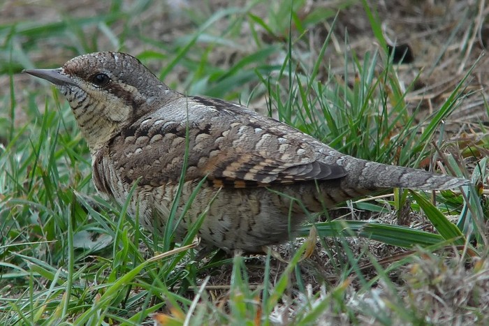Wryneck