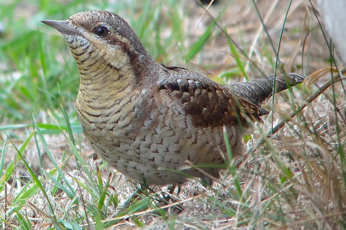 Wryneck