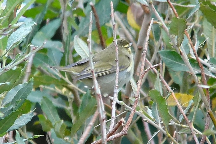 Arctic Warbler