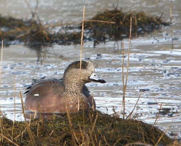 American Wigeon