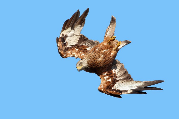 Red Kite