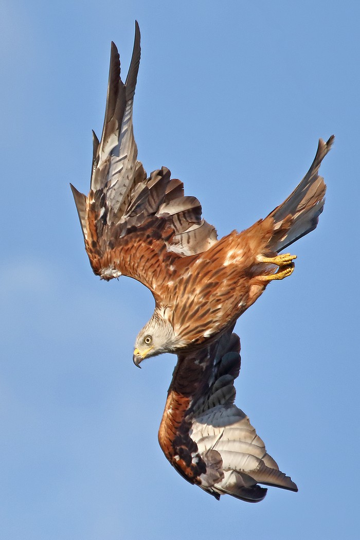 Red Kite