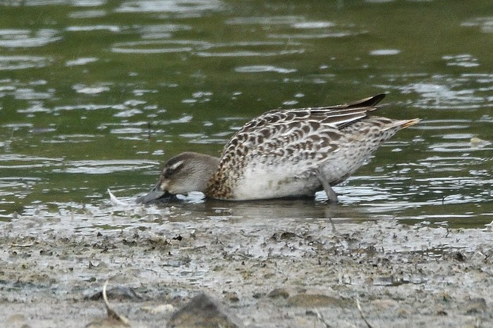 Garganey